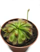 Рослина хижак Росичка Алісіа AlienPlants Drosera Aliciae розмір М горщик 9 см - зображення 1