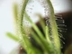 Растение хищник Росянка Капская AlienPlants - изображение 3