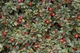 Кизильник Даммера Эйхольц С5 (Cotoneaster radicans Eichholz ) - изображение 1