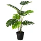 Штучне рослина в горщику IKEA (ІКЕА) FEJKA 19см Monstera (403.952.88) - зображення 1