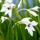 Гладіолус Murielae Різнобарвний Цибулини Florium (205087) - зображення 3