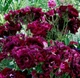 Роза Бургунди Айс. (Burgundy Ice) - изображение 4