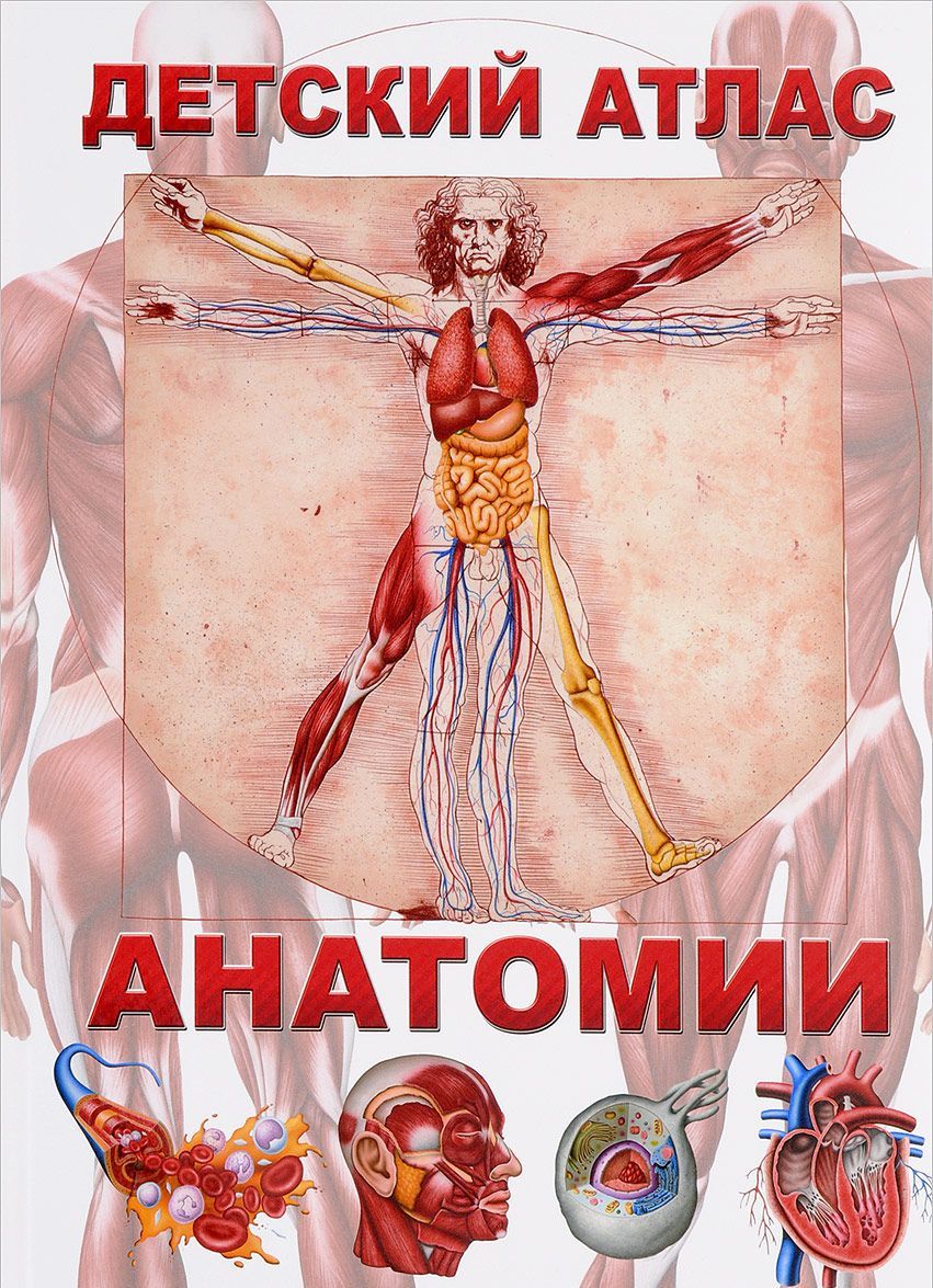 

Детский атлас анатомии (1169362)