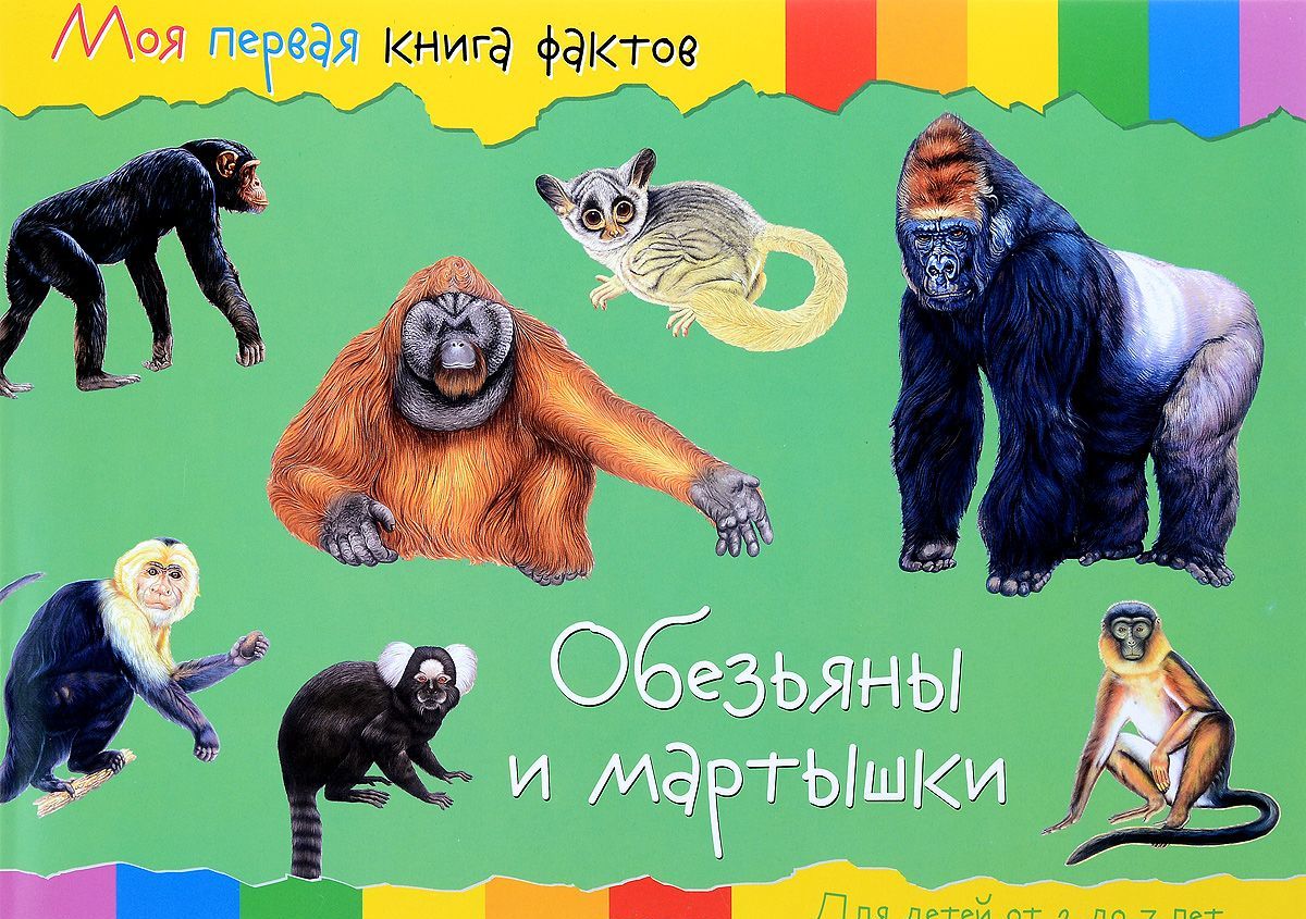 

Обезьяны и мартышки