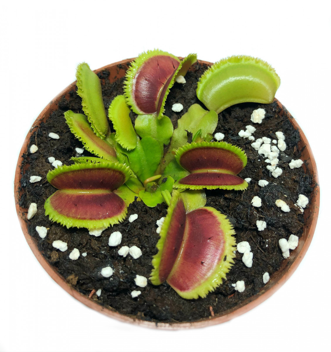 Растения Хищник Венерина мухоловка Дентата AlienPlants Dionaea muscipula  Dentate размер M – фото, отзывы, характеристики в интернет-магазине ROZETKA  от продавца: Super-Pie | Купить в Украине: Киеве, Харькове, Днепре, Одессе,  Запорожье, Львове