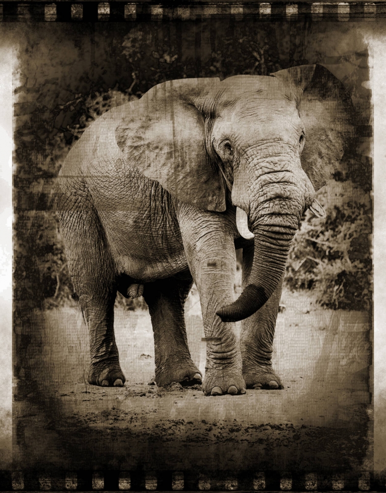Фотообои Арт-Обои Фото слона №19251 Фреска