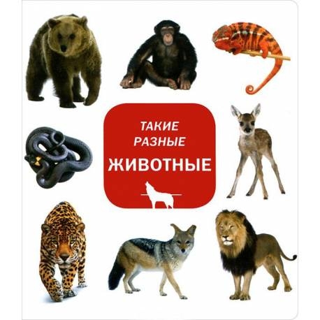 

Такие разные животные.