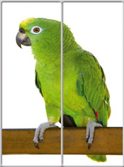 

Шкаф купе Luxe Studio Стандарт-1 Фотопечать Животные-1 1300x2000x450 двухдверный (9938)