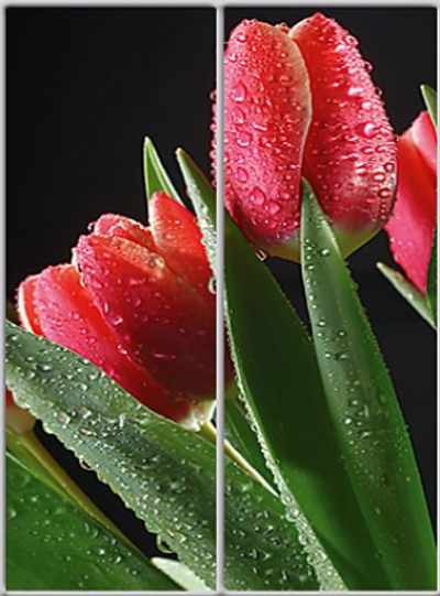 

Шкаф-купе Luxe Studio Стандарт-1 Фотопечать Природа-6 1700x2200x450 двухдверный