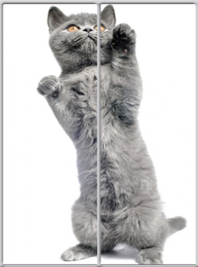 

Шкаф купе Luxe Studio Стандарт-1 Фотопечать Животные-11 1700x2100x450 двухдверный