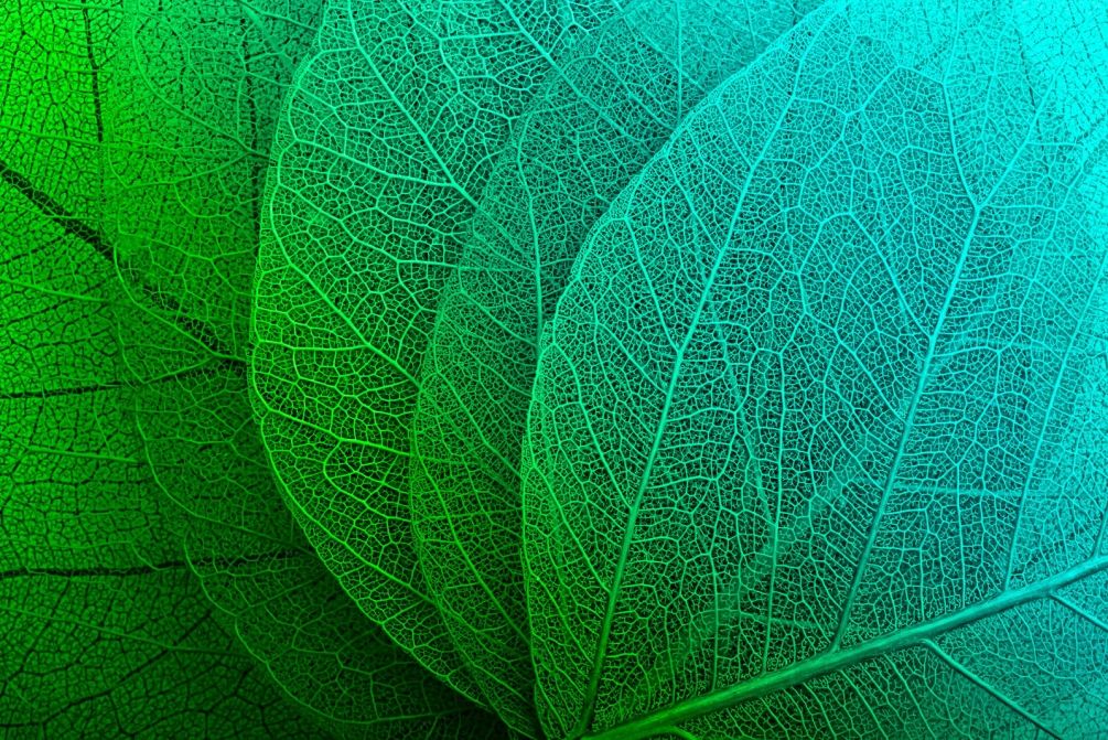 

Фотообои Арт-Обои Нежные листья №30816 Нить