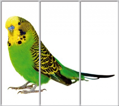 

Шкаф купе Luxe Studio Стандарт-1 Фотопечать Животные-50 2200x2200x450 трехдверный