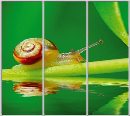 

Шкаф купе Luxe Studio Стандарт-1 Фотопечать Животные-39 2100x2300x450 трехдверный