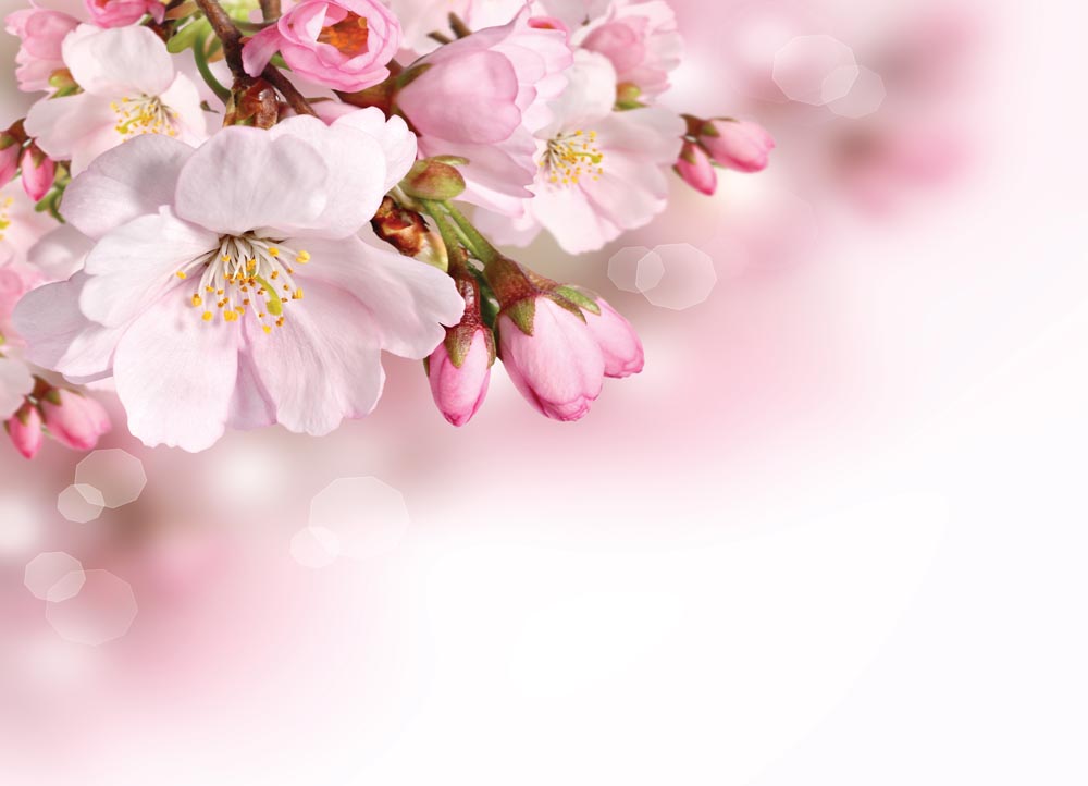 

Фотообои WS Wallpaper Цветущая сакура 360*260 (31056) Глянец