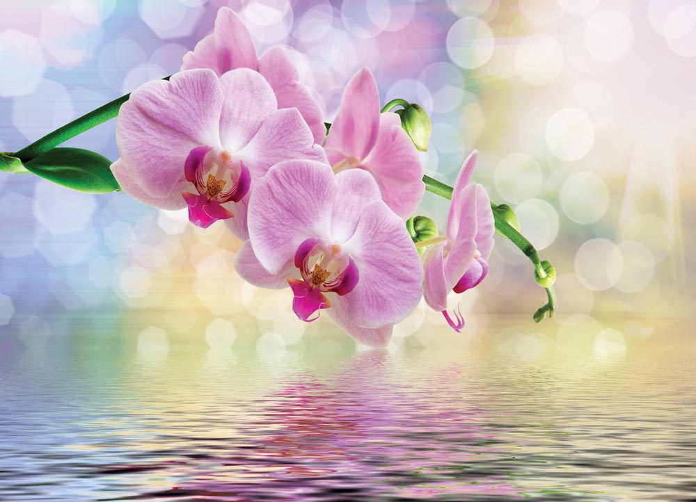 

Фотообои WS Wallpaper 3D орхидеи 360*260 (31073) Глянец