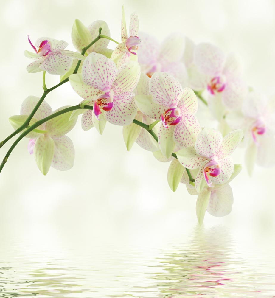 

Фотообои WS Wallpaper 3D орхидеи 240*260 (31058) Глянец