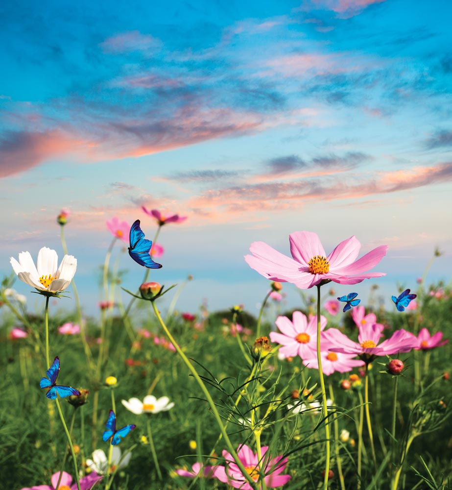 

Фотообои WS Wallpaper Цветущее поле 240*260 (31018) Глянец