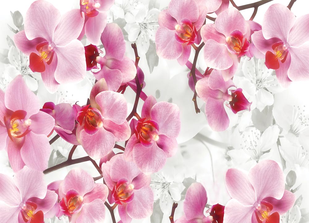 

Фотообои WS Wallpaper Розовые орхидеи 360*260 (31012) Глянец