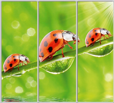 

Шкаф купе Luxe Studio Стандарт-1 Фотопечать Природа-224 2300x2200x450 трехдверный