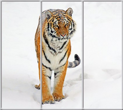 

Шкаф купе Luxe Studio Стандарт-1 Фотопечать Животные-19 2300x2100x450 трехдверный