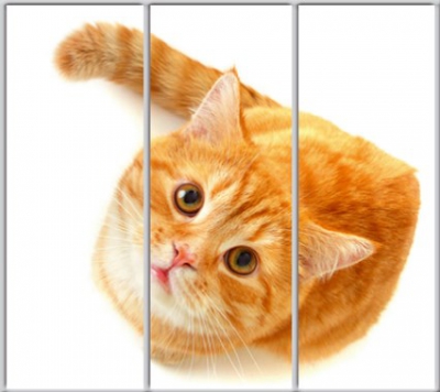 

Шкаф купе Luxe Studio Стандарт-1 Фотопечать Животные-57 2300x2400x450 трехдверный