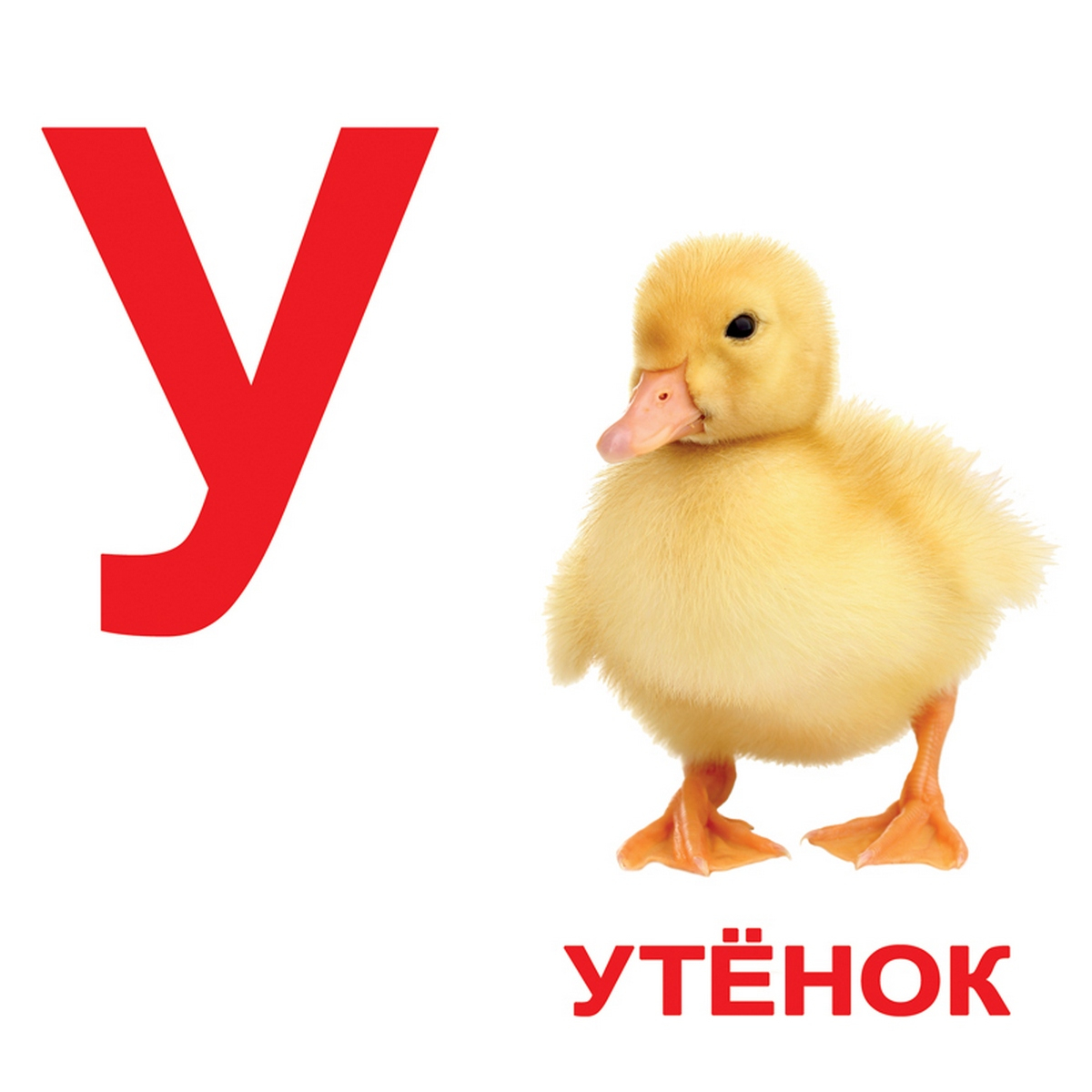 

Карточки большие ламинированные «Алфавит» Вундеркинд с пеленок (097904)