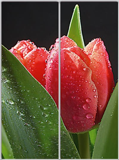 

Шкаф купе Luxe Studio Стандарт-1 Фотопечать Природа-7 2000x2100x600 двухдверный