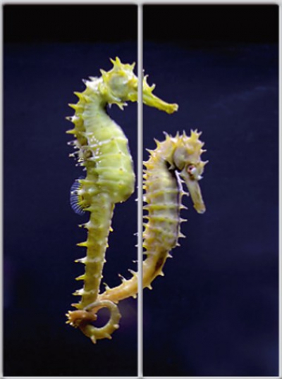 

Шкаф купе Luxe Studio Стандарт-1 Фотопечать Животные-2 1700x2100x600 двухдверный