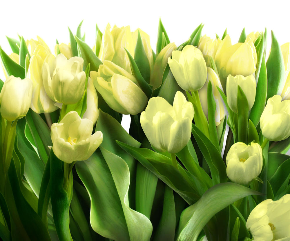 

Фотообои Walldeco Белые тюльпаны №31255 Гладь
