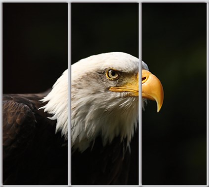 

Шкаф купе Luxe Studio Стандарт-1 Фотопечать Животные-44 2400x2400x450 трехдверный