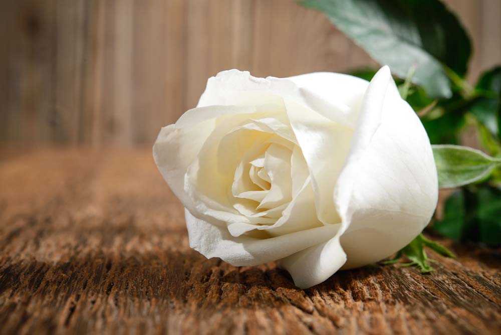 White rose отзывы. Белые розы. Белая картина.