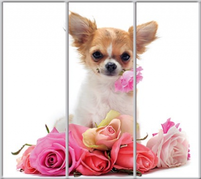 

Шкаф купе Luxe Studio Стандарт-1 Фотопечать Животные-58 2200x2100x600 трехдверный