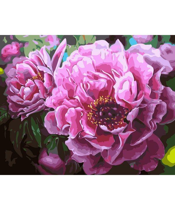 

Картина по номерам "Садові піони" 40*50см (AS0356)