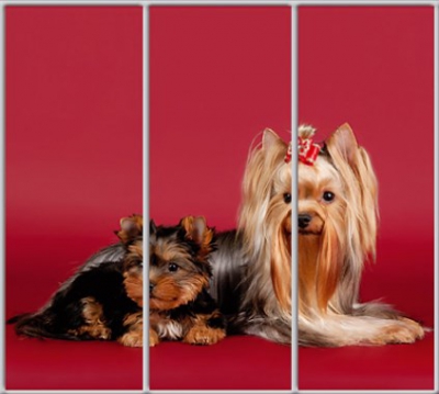 

Шкаф купе Luxe Studio Стандарт-1 Фотопечать Животные-48 2300x2200x600 трехдверный