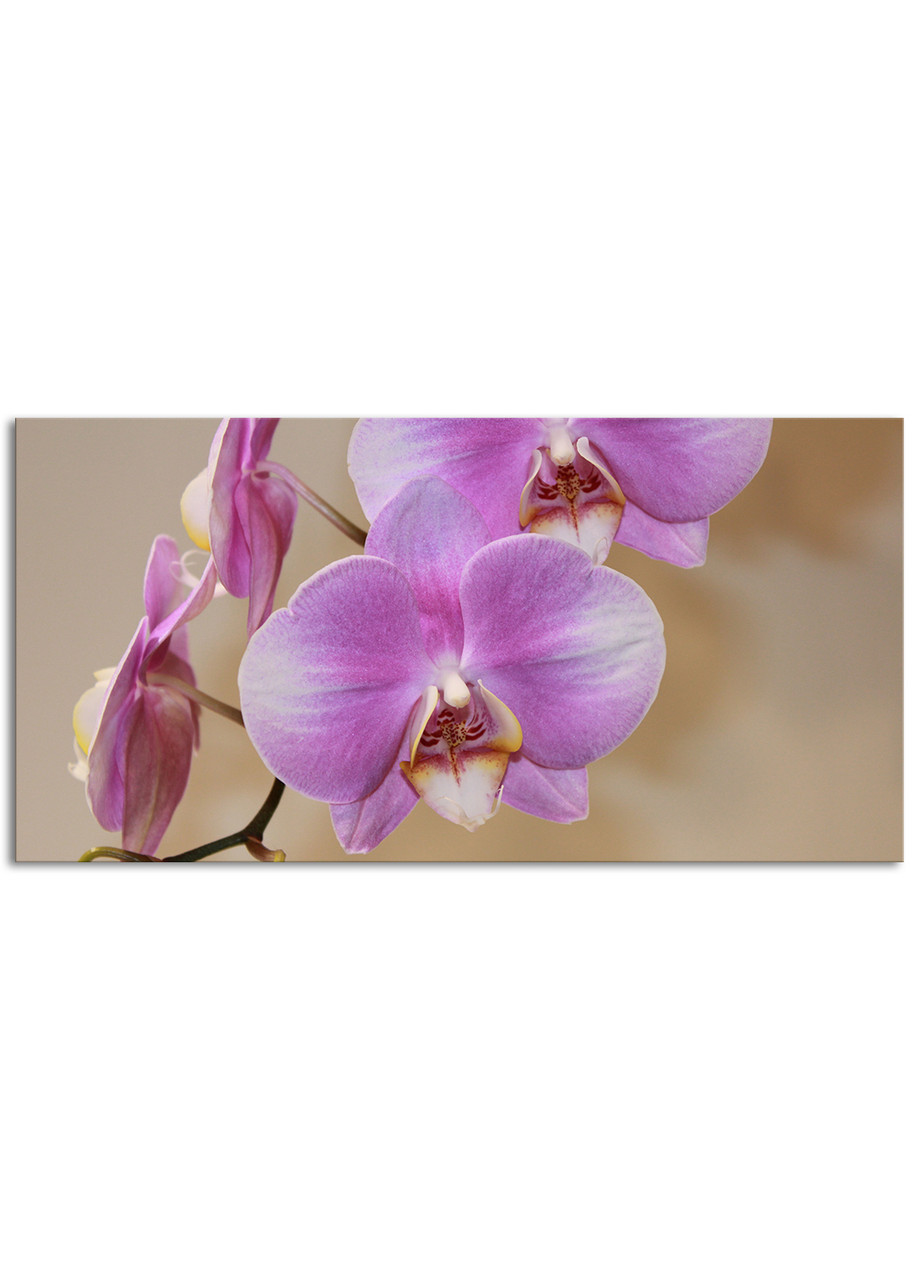 

Фотокартина на холсте Розовый Фаленопсис, 50*100 см