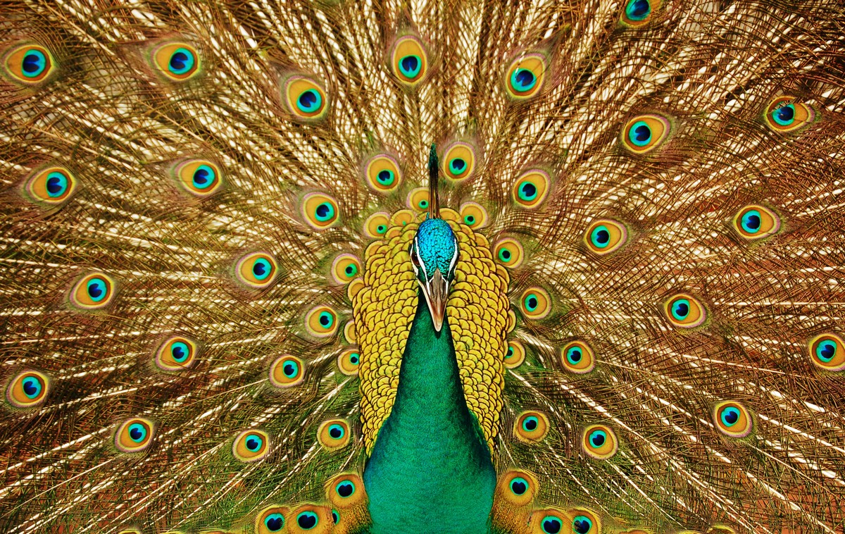 

BeHappy Фотообои: Павлин ANI-007 Фреска