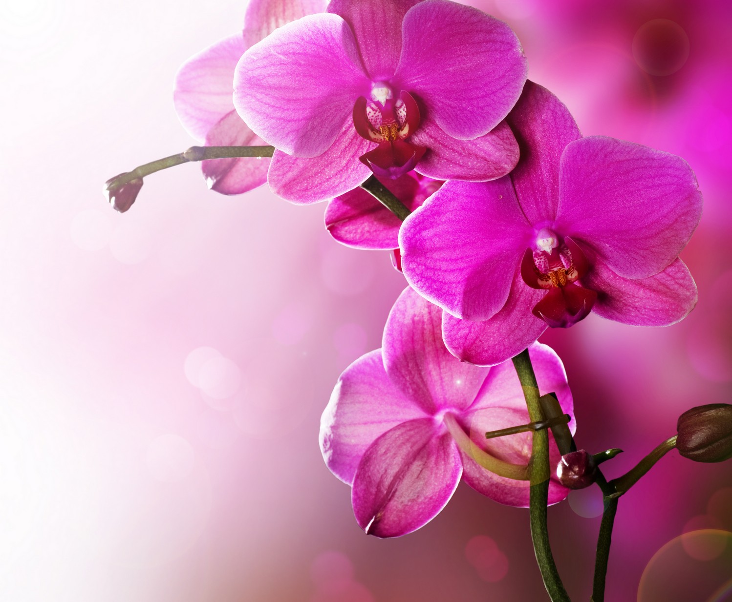 

BeHappy Фотообои: Чудесные орхидеи flowers00086 Глянец