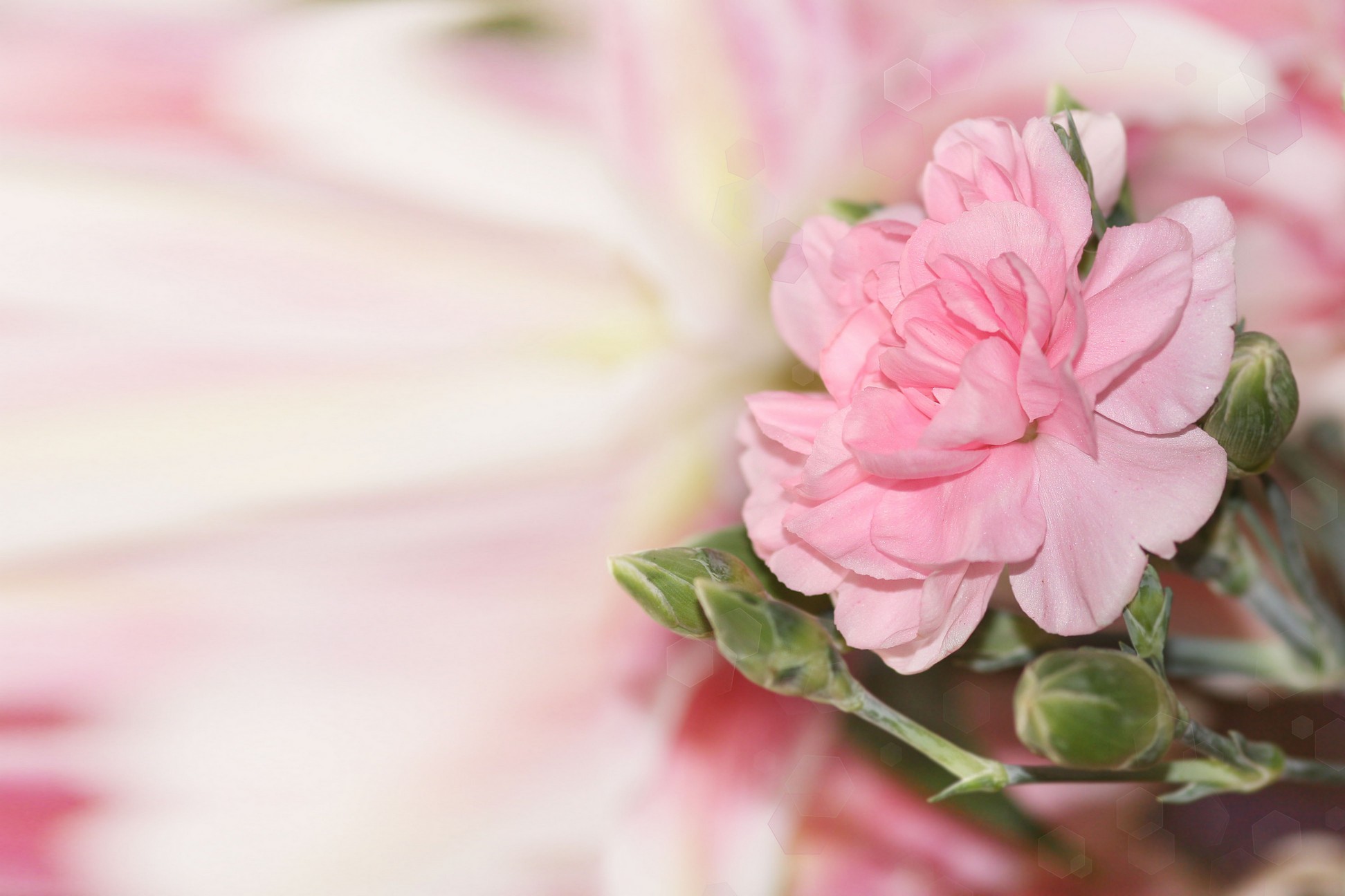 

BeHappy Фотообои: Изысканный цветок flowers00119 Жаккард