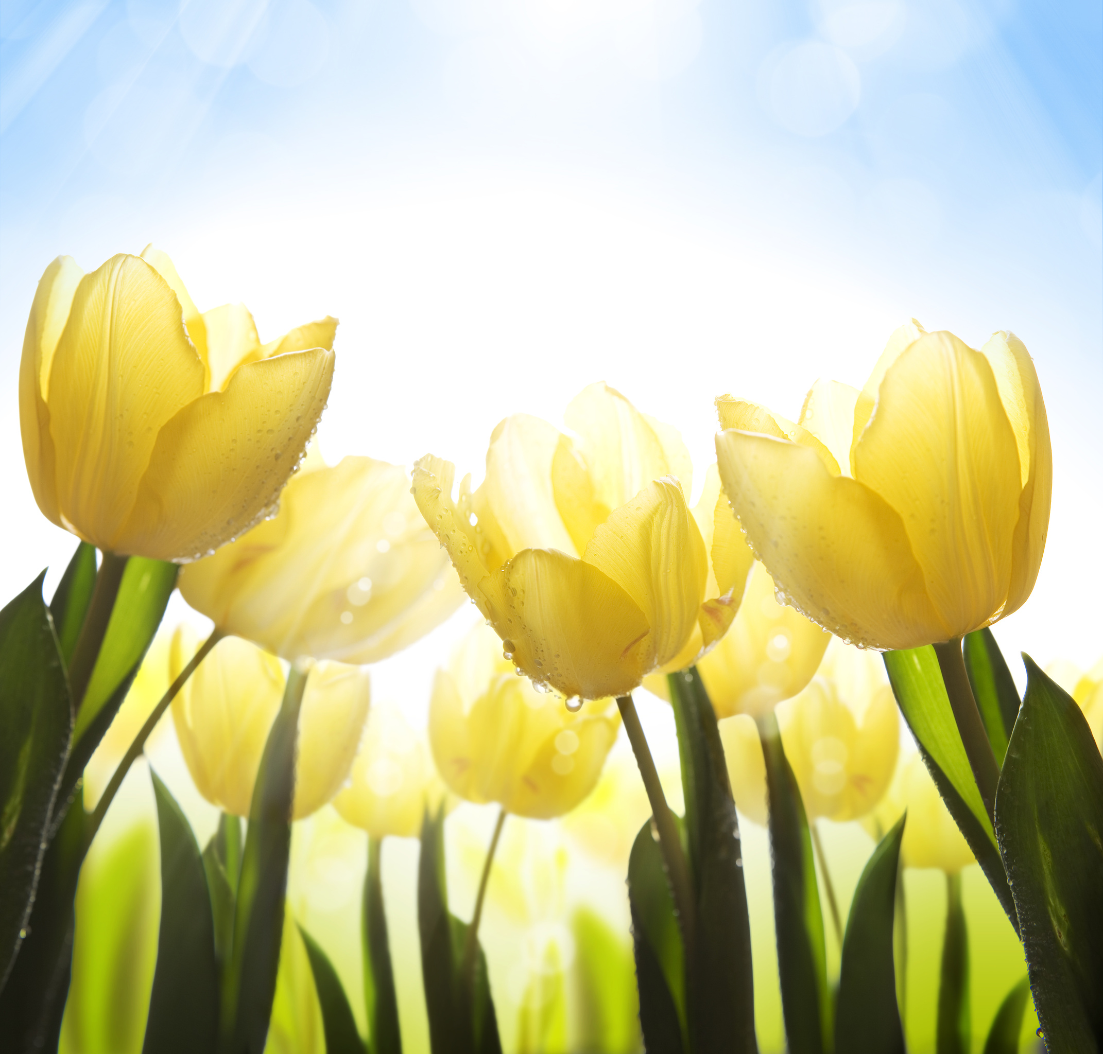 

BeHappy Фотообои: Жёлтые тюльпаны NAT-152 Фреска