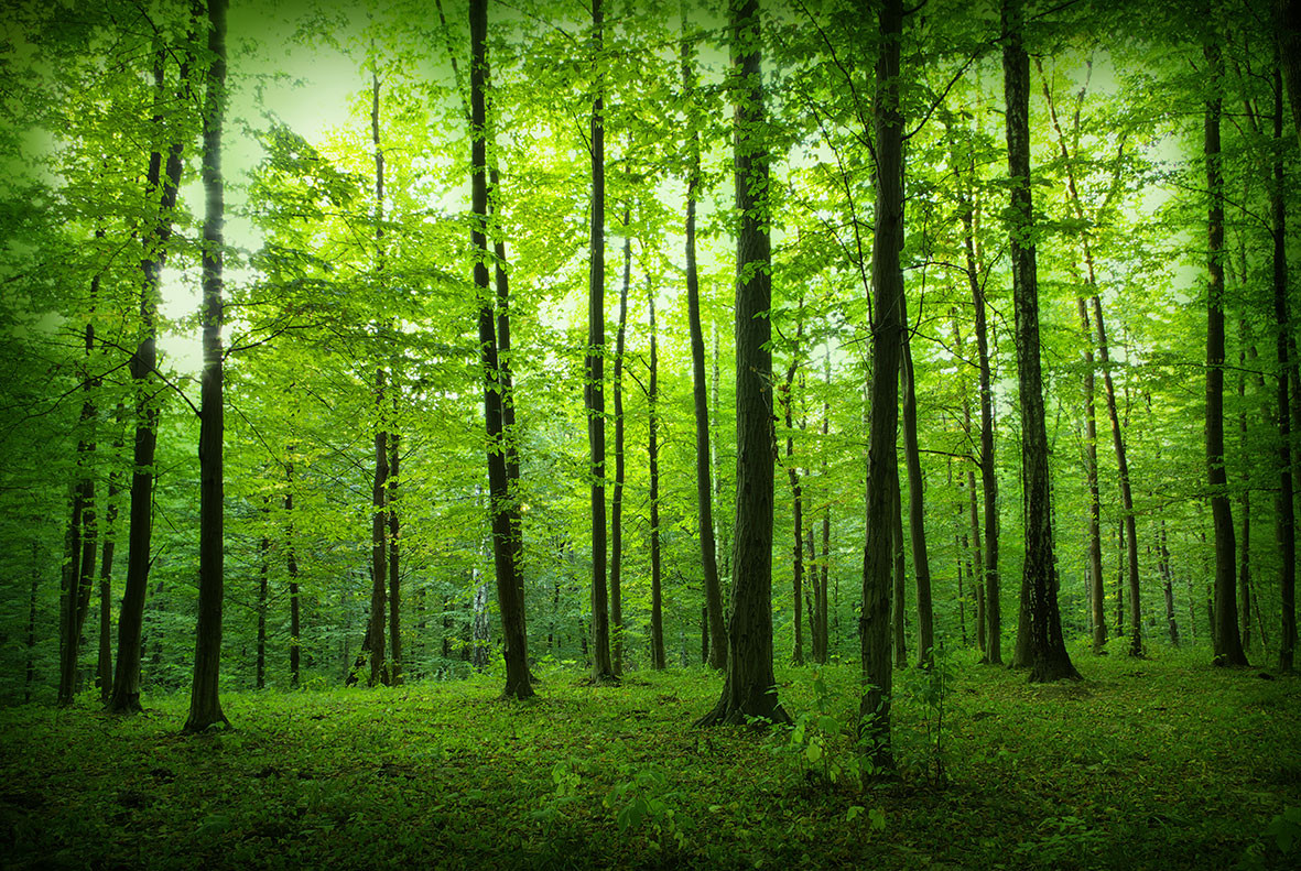 

BeHappy Deep Forest 1-010 Текстиль