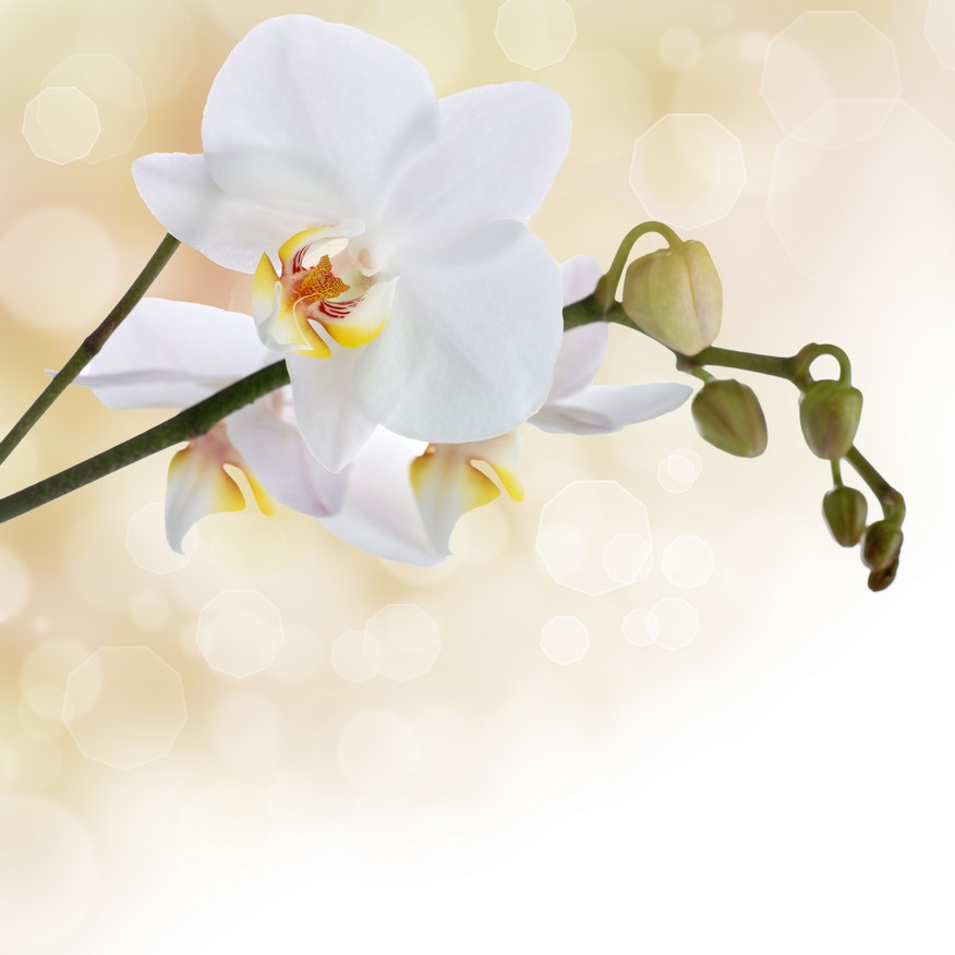

BeHappy Фотообои: Белые орхидеи flowers00049 Базальт