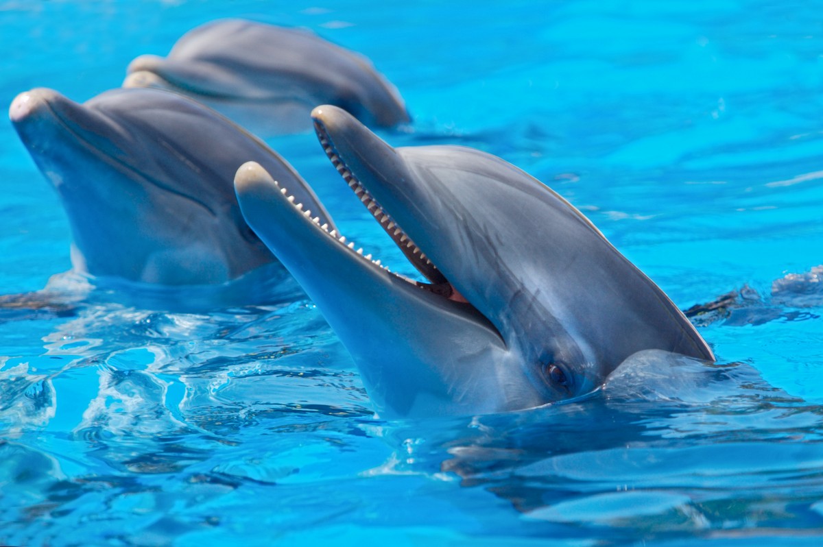 

BeHappy Фотообои: Дельфины ANI-003 Фреска