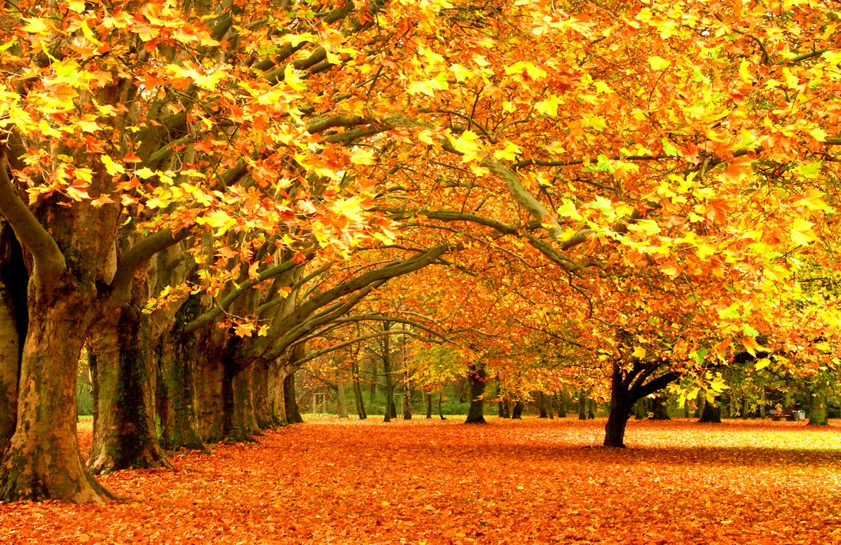 

BeHappy Фотообои: Осенний парк NAT-001 Карат