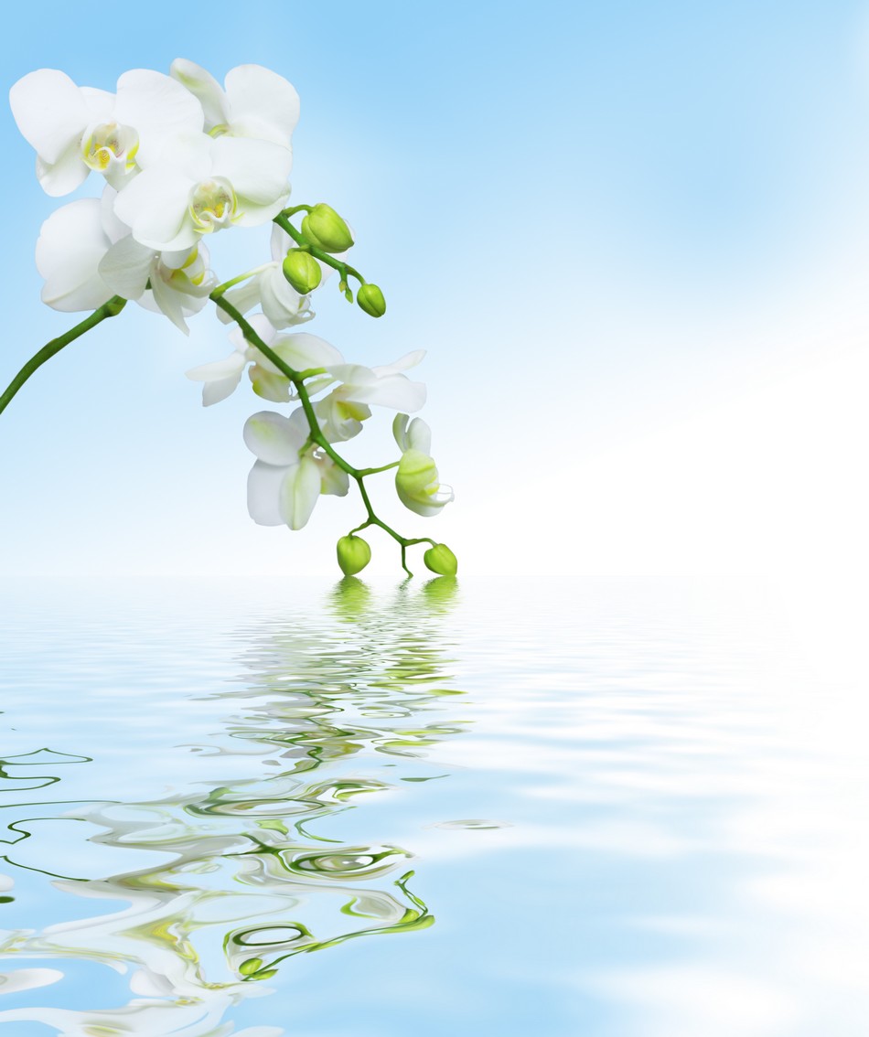 

BeHappy Фотообои: Белые орхидеи в отражении flowers00083 Прованс