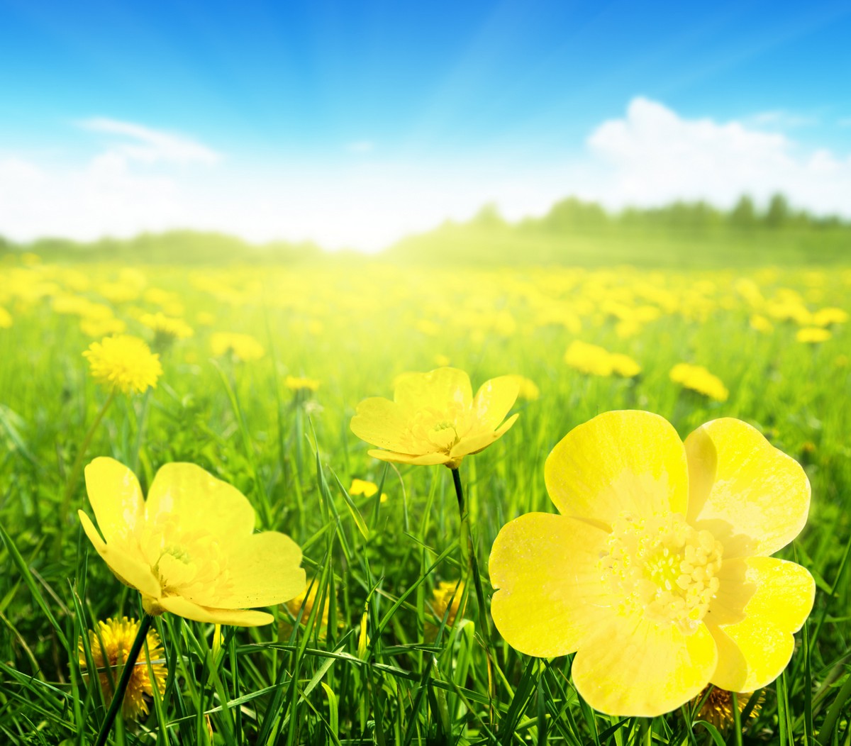 

BeHappy Фотообои Жёлтые цветы NAT-201 Глянец