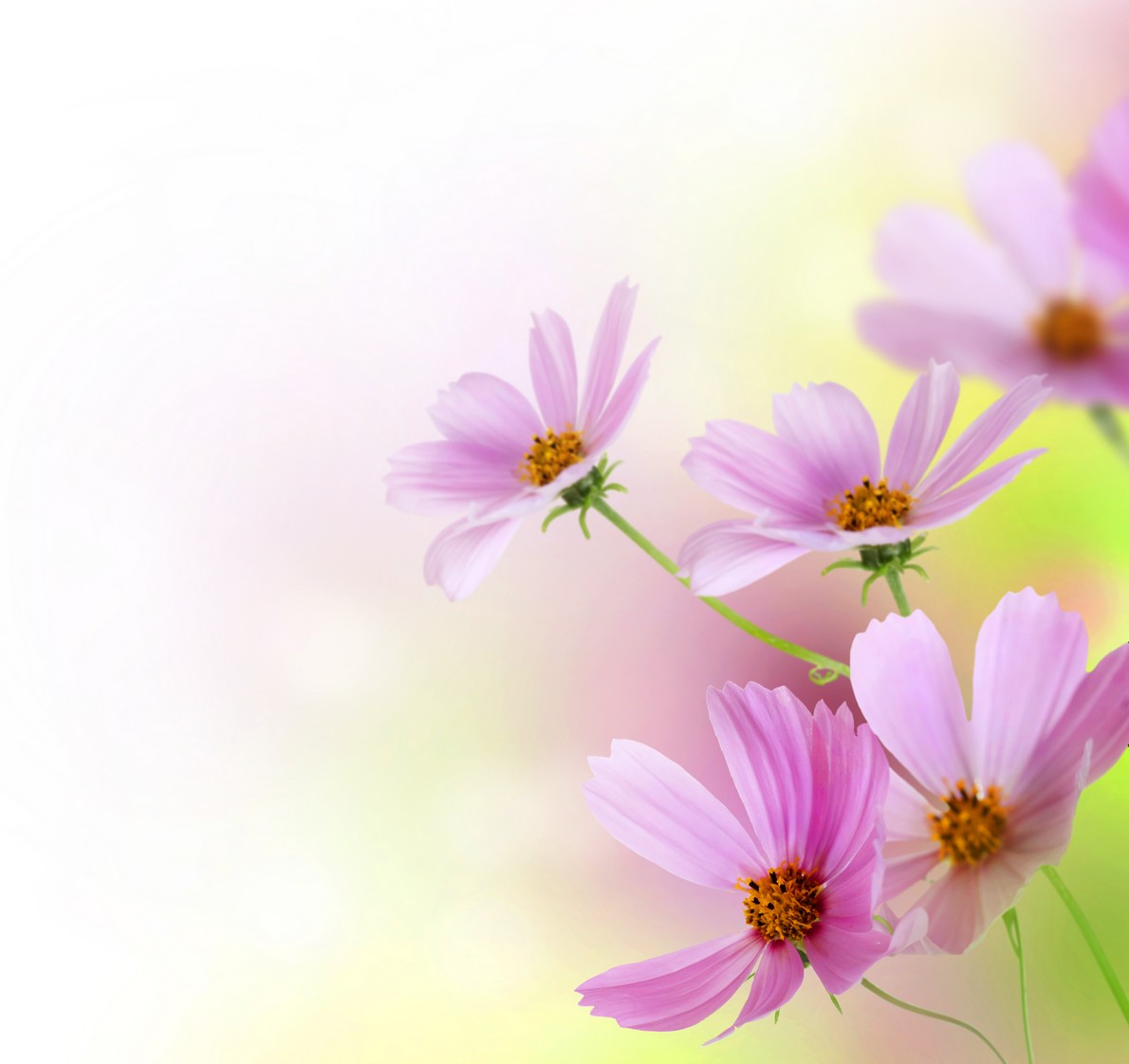 

BeHappy Фотообои: Розовые цветы flowers00021 Гладь