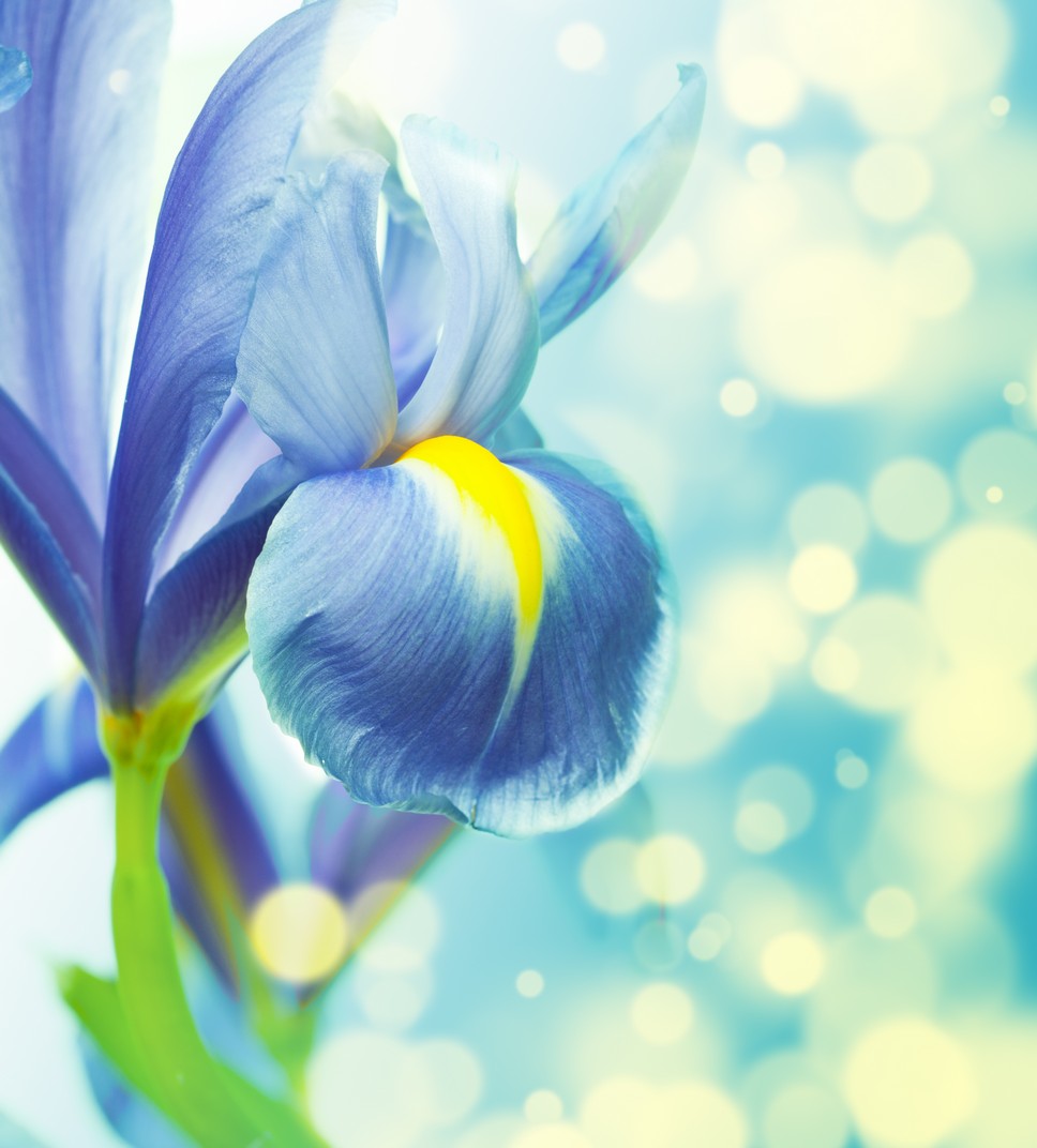 

BeHappy Фотообои: Голубой цветок flowers00081 Базальт