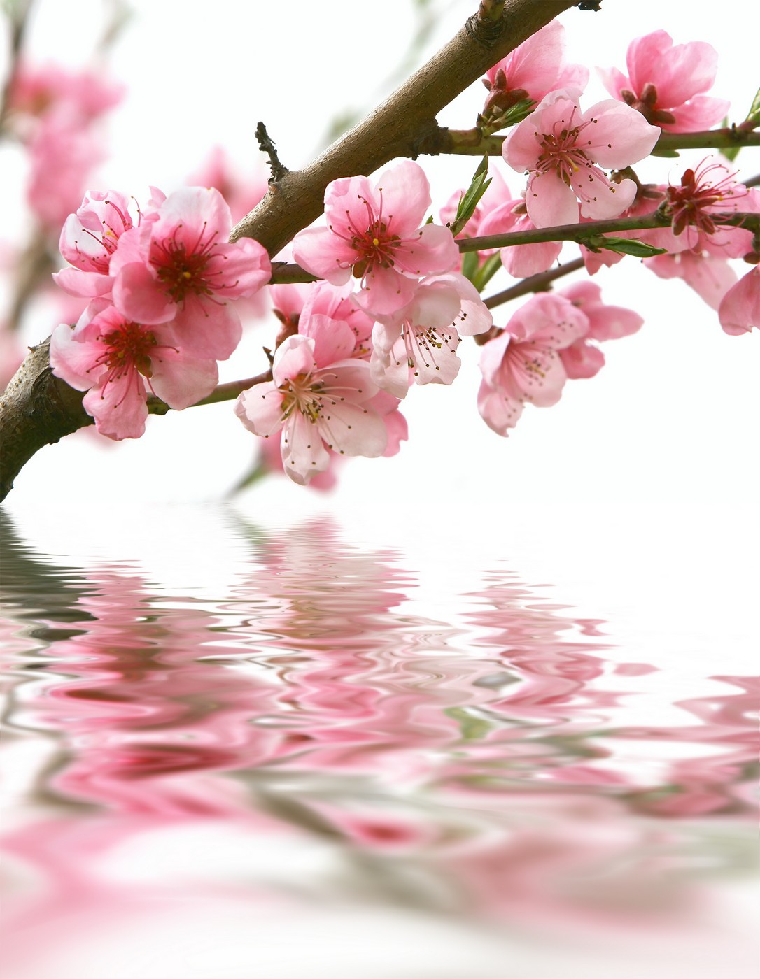 

BeHappy Фотообои: Сакура над водой flowers00067 Фреска