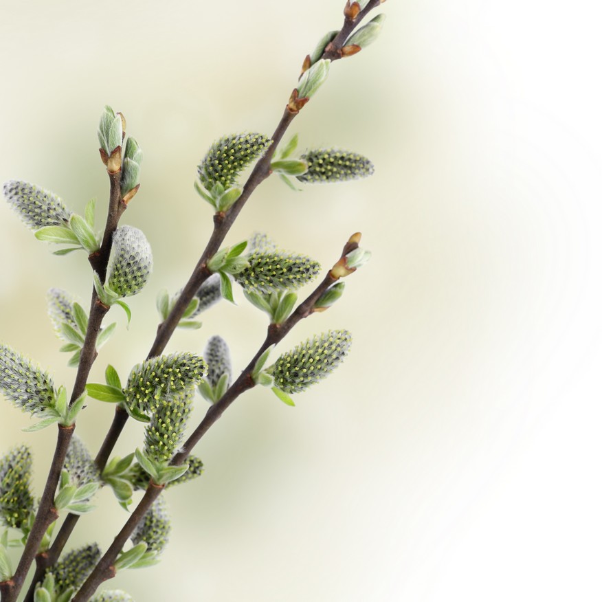 

BeHappy Фотообои: Весенние побеги flowers00047 Песок