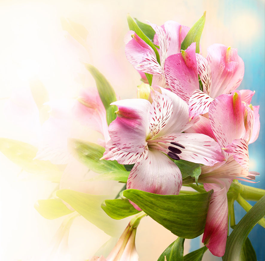 

BeHappy Лилия 9-062 Текстиль